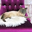 Thumbnail photo of Meowgi #2