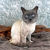 Thumbnail photo of Meowgi #3