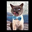 Thumbnail photo of Meowgi #4