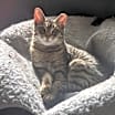 Thumbnail photo of Annie #1