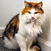 Thumbnail photo of Purrky #2