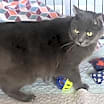 Thumbnail photo of Blue-Barry #4
