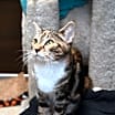 Thumbnail photo of Sugar Plum #2