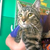 Thumbnail photo of Dutch #2