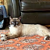 Thumbnail photo of Mitts #3