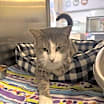 Thumbnail photo of Spoinky #2