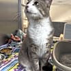 Thumbnail photo of Spoinky #4