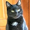 Thumbnail photo of Aurora #4