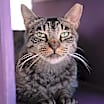 Thumbnail photo of Bucky #1
