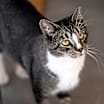 Thumbnail photo of Palmer #4
