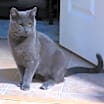 Thumbnail photo of Pepper #1
