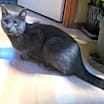 Thumbnail photo of Pepper #2
