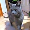 Thumbnail photo of Pepper #3