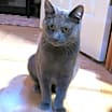 Thumbnail photo of Pepper #4