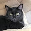 Thumbnail photo of Fig #1
