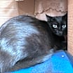 Thumbnail photo of Fig #2