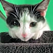 Thumbnail photo of S'more #2