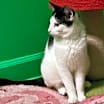 Thumbnail photo of S'more #3