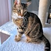 Thumbnail photo of Flurry #1