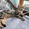 Thumbnail photo of Flurry #2