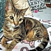 Thumbnail photo of Flurry #3