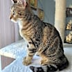 Thumbnail photo of Flurry #4