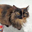 Thumbnail photo of Gizmo #1