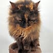 Thumbnail photo of Gizmo #3