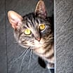 Thumbnail photo of Crow #2