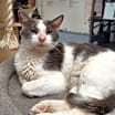 Thumbnail photo of Jake #1