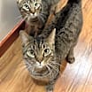 Thumbnail photo of Maciera C4596 & Marcel C4595 (Bonded Pair) #1