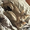 Thumbnail photo of Maciera C4596 & Marcel C4595 (Bonded Pair) #2