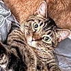 Thumbnail photo of Maciera C4596 & Marcel C4595 (Bonded Pair) #4