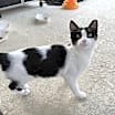 Thumbnail photo of Lovie #1