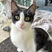 Thumbnail photo of Lovie #2