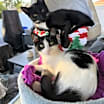 Thumbnail photo of Lovie #4
