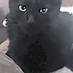 Thumbnail photo of Athena #1