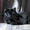 Thumbnail photo of Athena #2