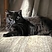 Thumbnail photo of Athena #3