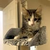 Thumbnail photo of Chestnut #1