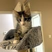 Thumbnail photo of Chestnut #2