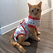 Thumbnail photo of Golden Dewey (special needs) #1