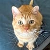 Thumbnail photo of Golden Dewey (special needs) #3