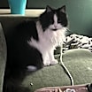 Thumbnail photo of Lucifer (Lu) #3