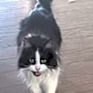 Thumbnail photo of Lucifer (Lu) #4