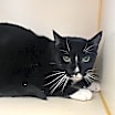 Thumbnail photo of Oreo #1