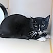 Thumbnail photo of Oreo #2