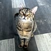 Thumbnail photo of Ducky #1
