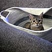 Thumbnail photo of Ducky #2