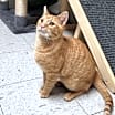 Thumbnail photo of BOSCO #1